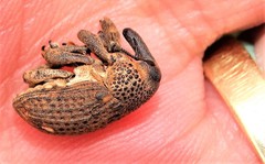 Sternuchopsis glanvillei