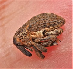 Sternuchopsis glanvillei