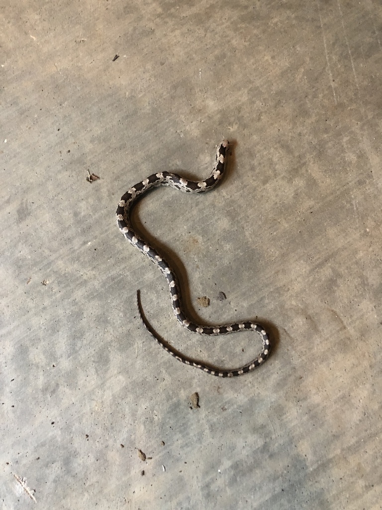 Eastern Ratsnake from Enoch Rd, Conway, SC, US on November 12, 2020 at