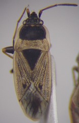 Xanthochilus omissus