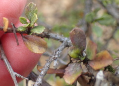 Pegolettia baccaridifolia