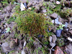 Aloina aloides