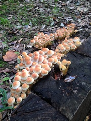 Hypholoma fasciculare