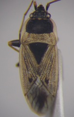 Xanthochilus omissus