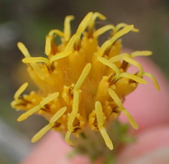Pegolettia baccaridifolia