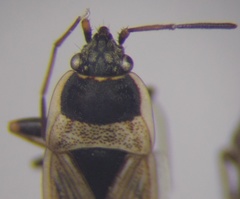 Xanthochilus omissus