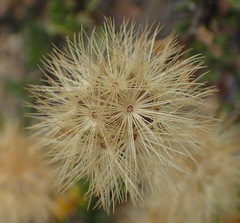 Pegolettia baccaridifolia