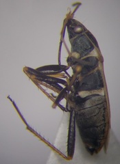 Xanthochilus omissus