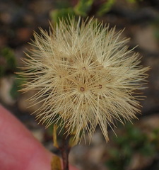 Pegolettia baccaridifolia