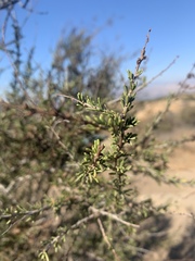 Adenostoma fasciculatum