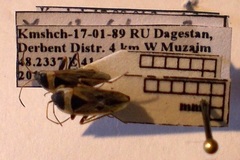 Xanthochilus omissus
