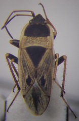 Xanthochilus omissus