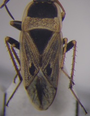 Xanthochilus omissus