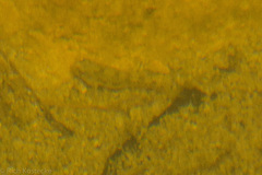 Cyprinodontidae