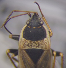 Xanthochilus omissus