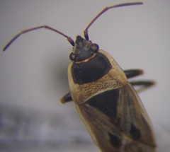Xanthochilus omissus