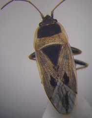 Xanthochilus omissus