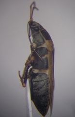Xanthochilus omissus