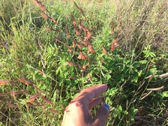 Bouteloua barbata rothrockii