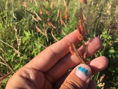 Bouteloua barbata rothrockii
