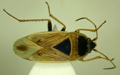 Xanthochilus omissus