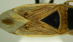 Xanthochilus omissus