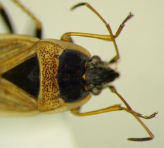 Xanthochilus omissus