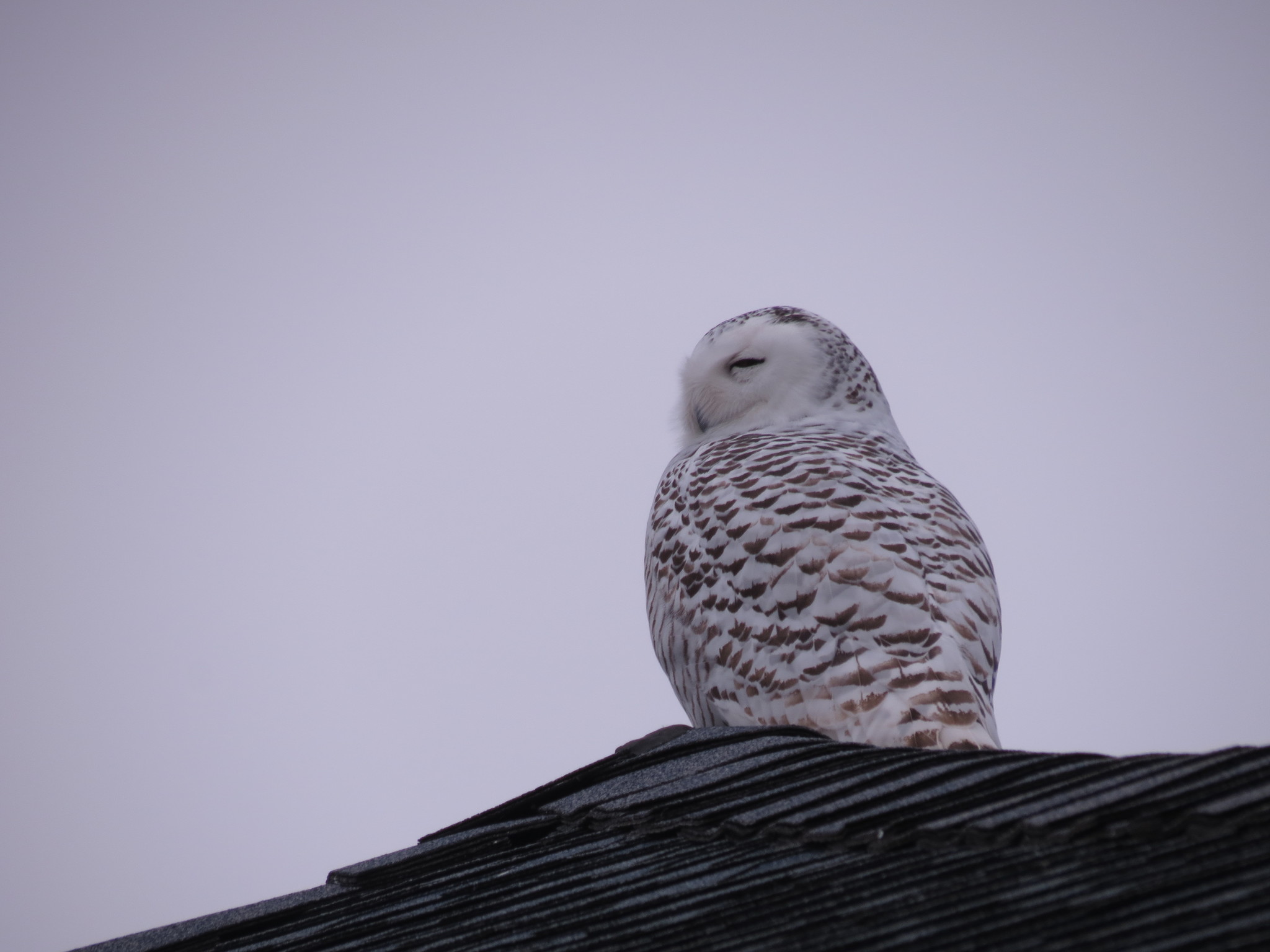 Snowy Owl