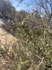 Adenostoma fasciculatum