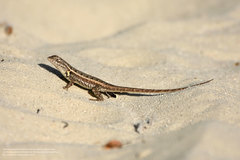 Sceloporus cozumelae