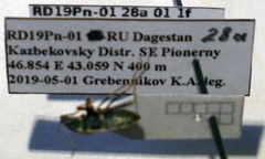 Xanthochilus omissus