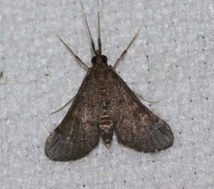 Piletocera macroperalis