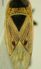 Xanthochilus omissus