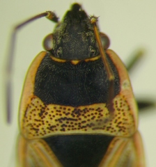 Xanthochilus omissus