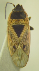 Xanthochilus omissus