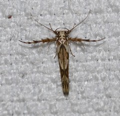 Stathmopoda castanodes