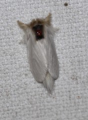 Trichiocercus mesomelas