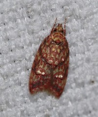 Lophopepla igniferella