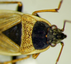 Xanthochilus omissus