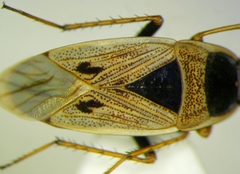 Xanthochilus omissus