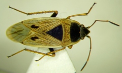 Xanthochilus omissus