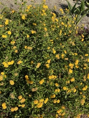 Lantana × hybrida