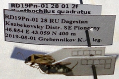 Xanthochilus quadratus