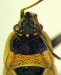 Xanthochilus quadratus