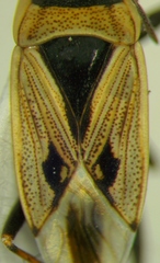 Xanthochilus quadratus