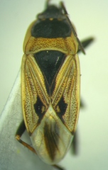 Xanthochilus quadratus
