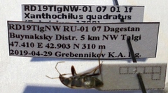 Xanthochilus quadratus