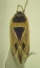 Xanthochilus quadratus