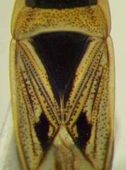 Xanthochilus quadratus