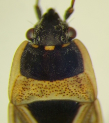 Xanthochilus quadratus